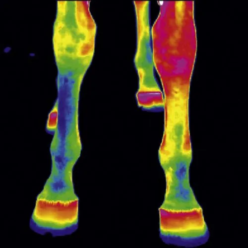 Equine Thermography Legs