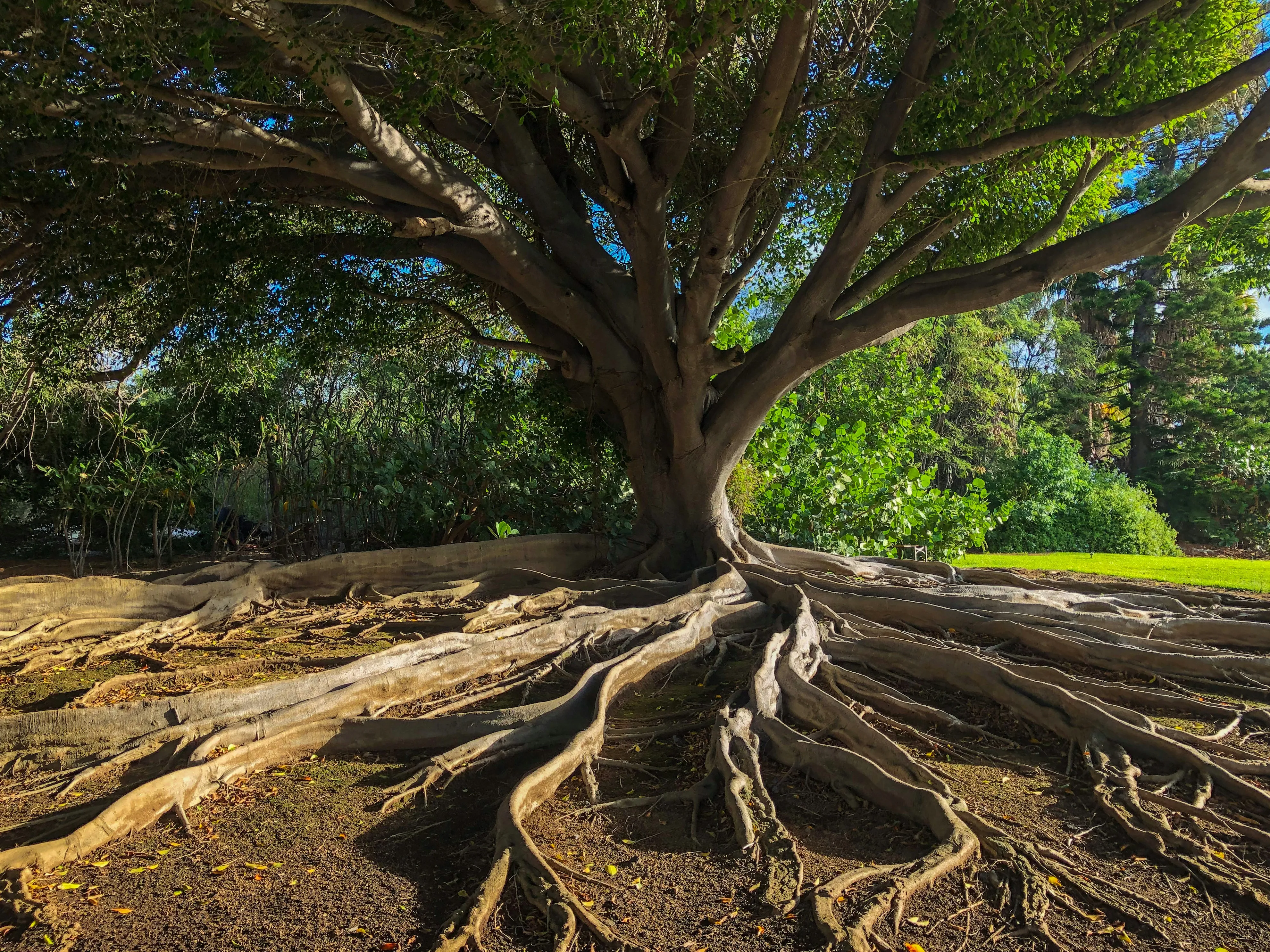 Tree roots