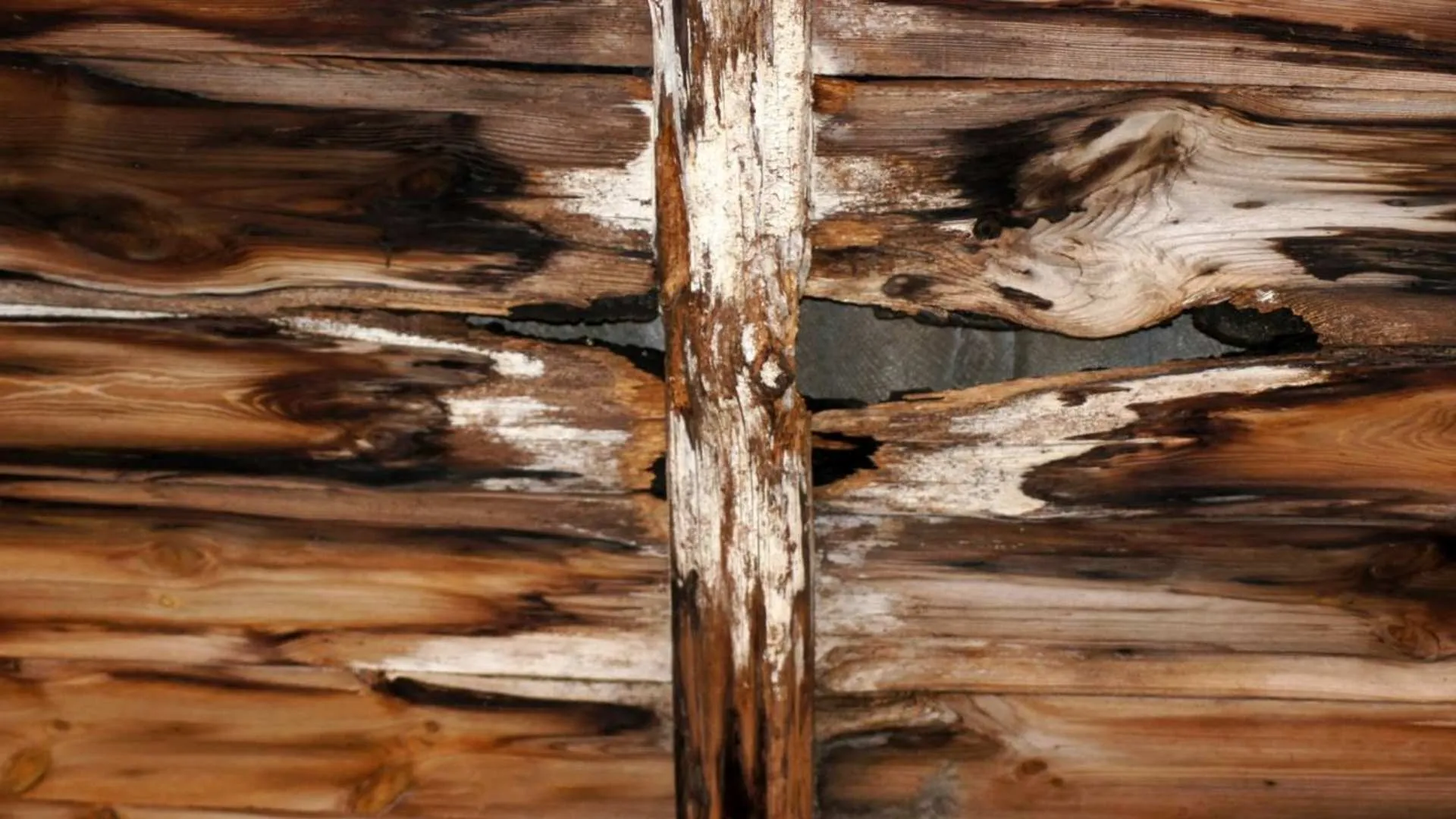 mold and mildew growth on driftwood