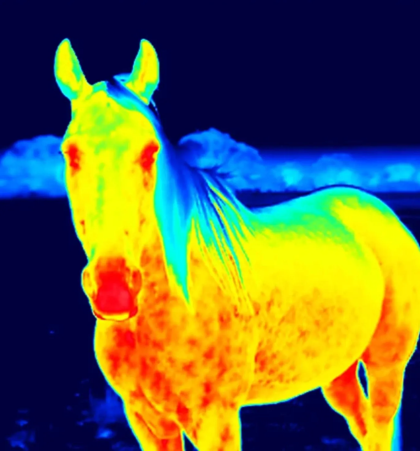 Equine Thermography image