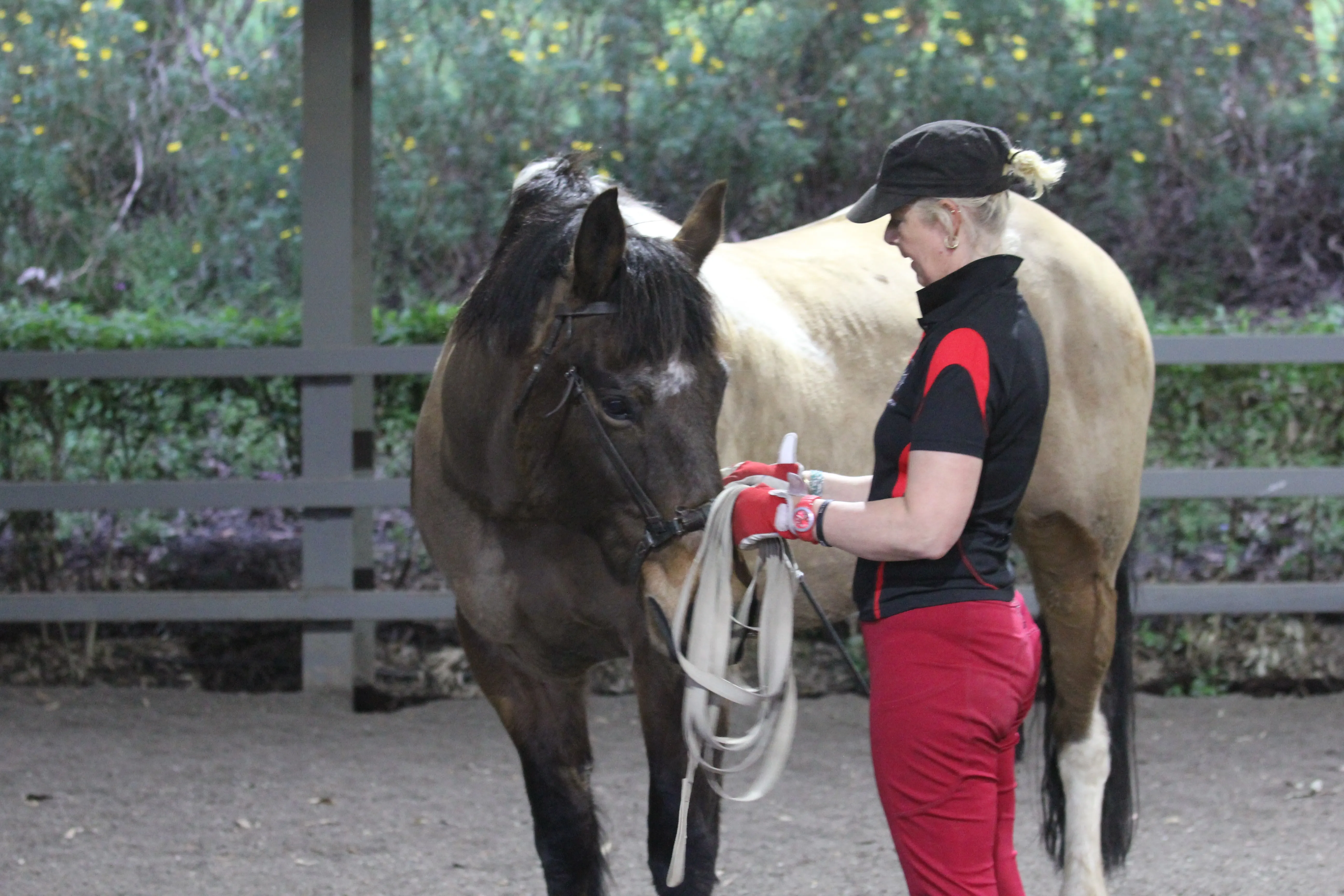 Horse working on bending in in-hand work to achieve self carriage and correct posture