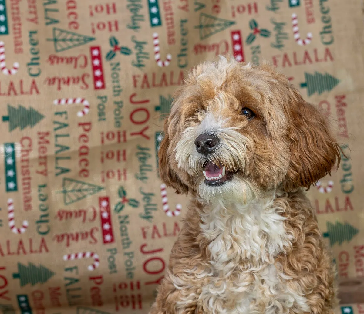 Blaze the Cavoodle at Strictly Paws in Gungahlin during a pet sitting visit