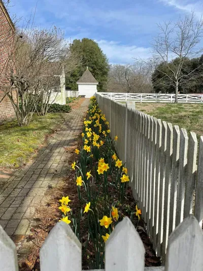 Daffodils along the fenceline where the Leicester Longwool lamb is staying next to the Prentis store in Colonial Williamsburg