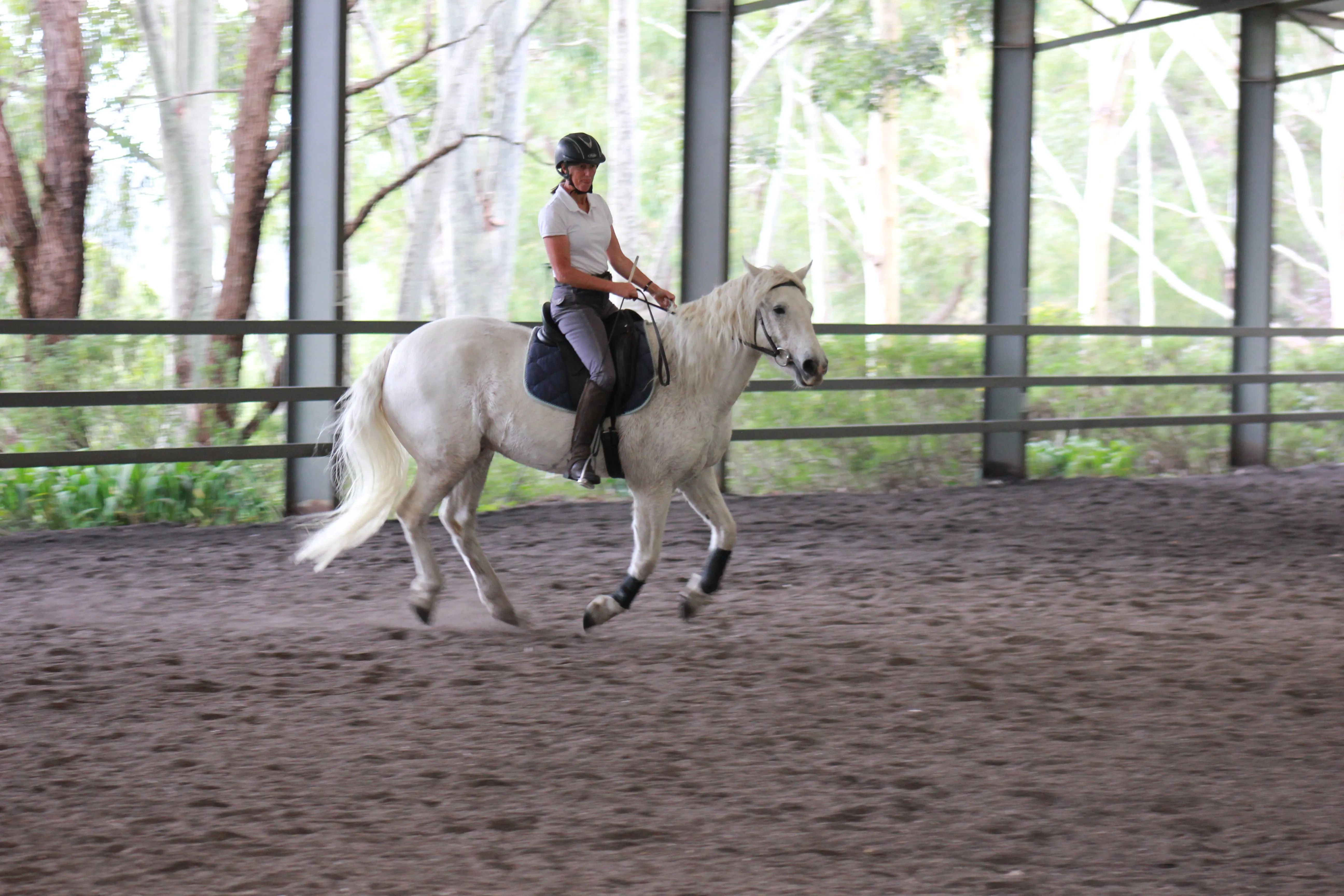 A lady and her gorgeous horse practicing the upright seat at the canter