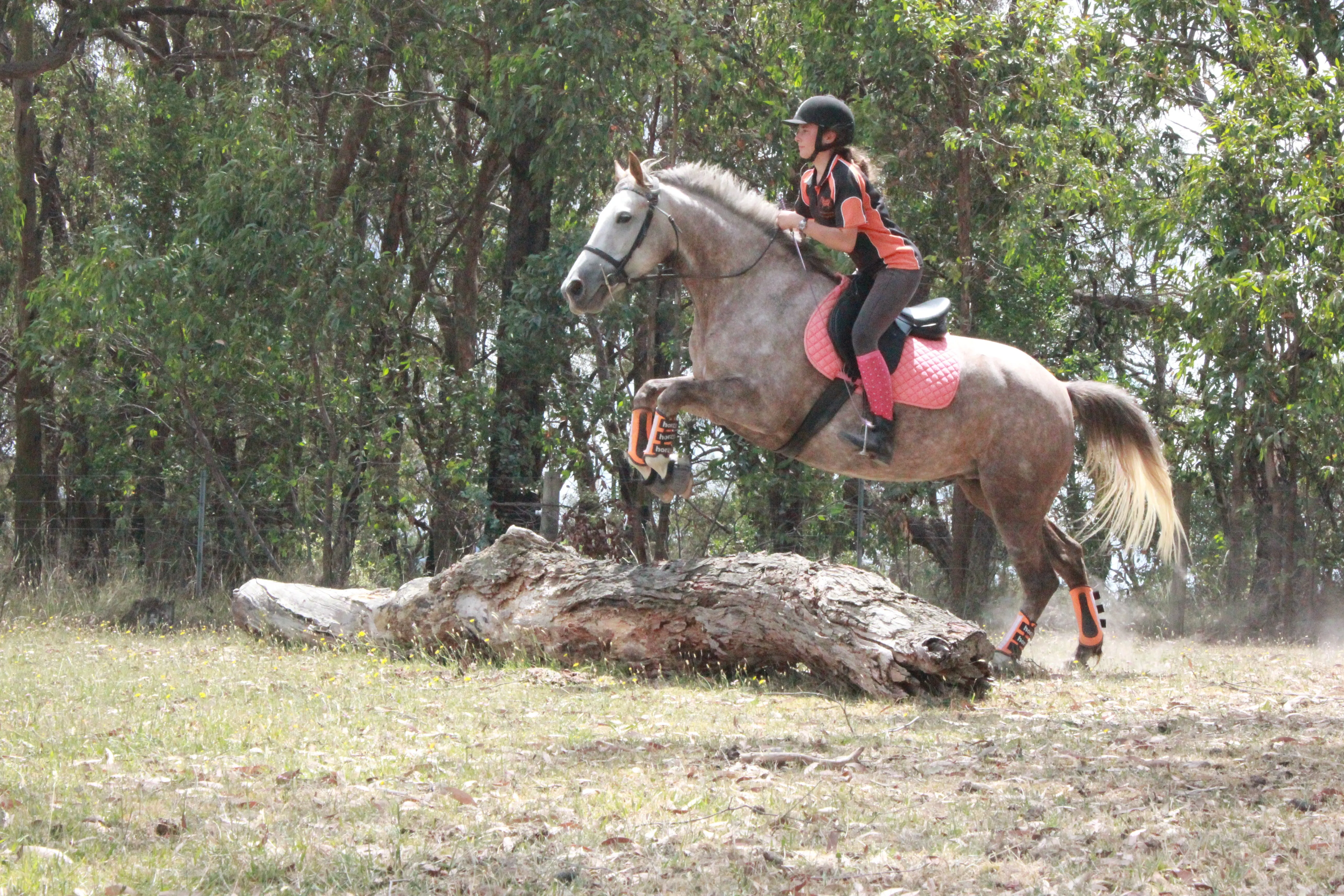 Horse and rider out on the cross country course jumping over a log jump