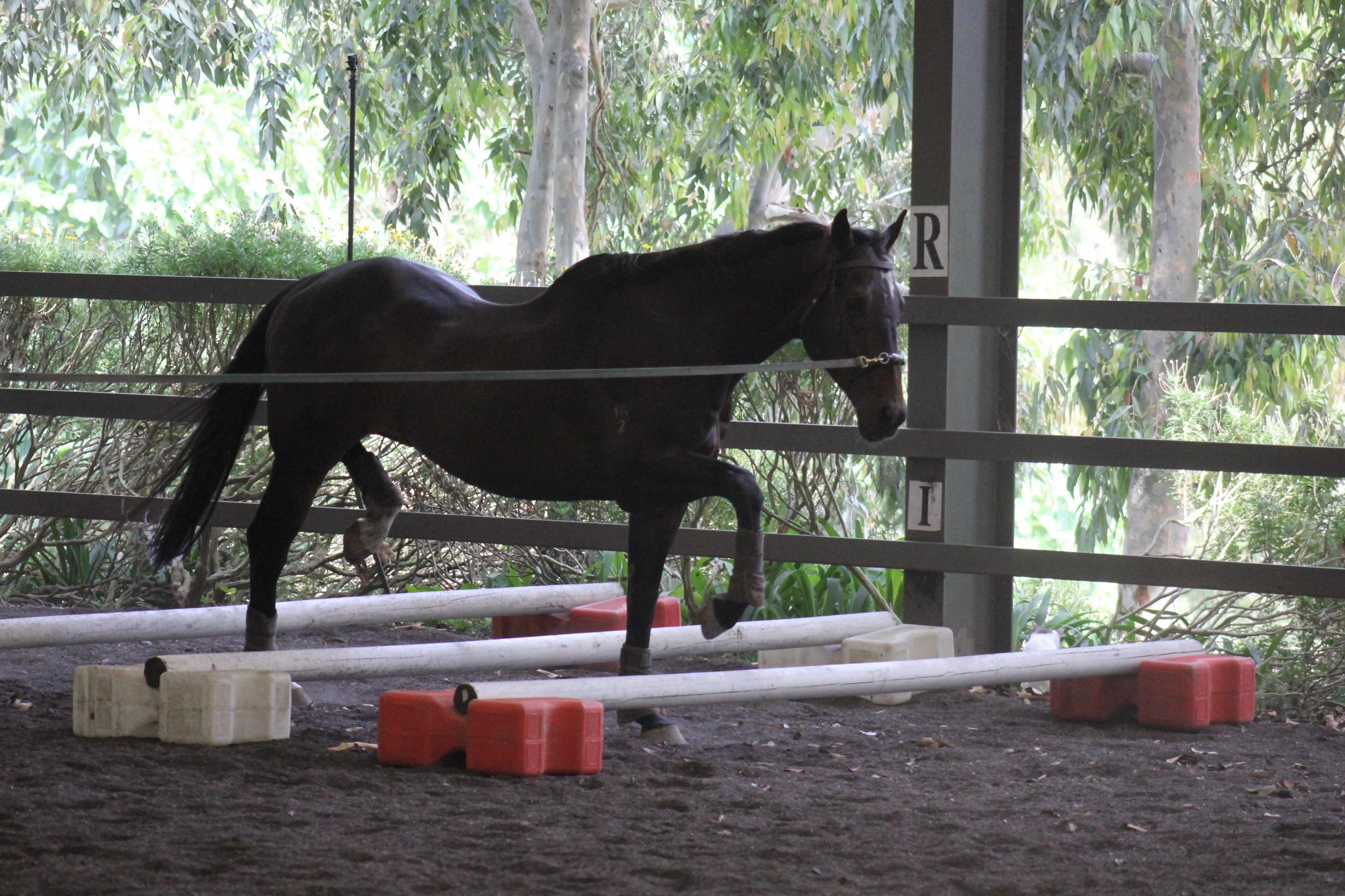 Mojo vasculing over the cavaletti jumps