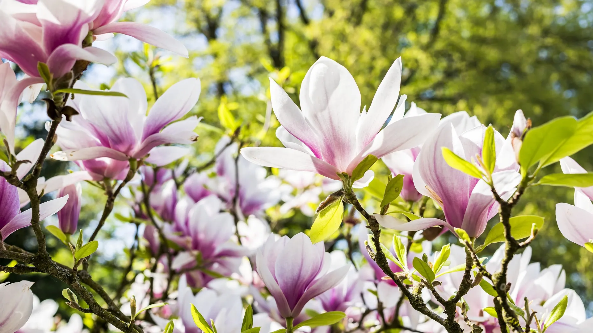 Magnolia essential oil has a plethora of beneficial uses.