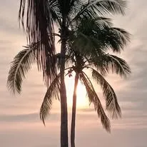 palm tree