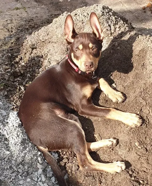 Taxi the kelpie helps Bryce Minett landscaping 